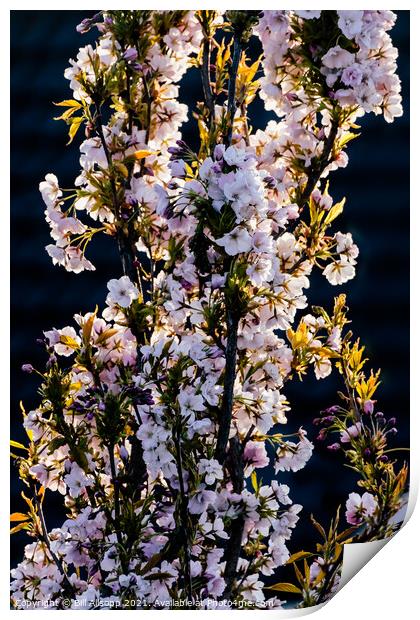 Prunus Amanogawa Print by Bill Allsopp