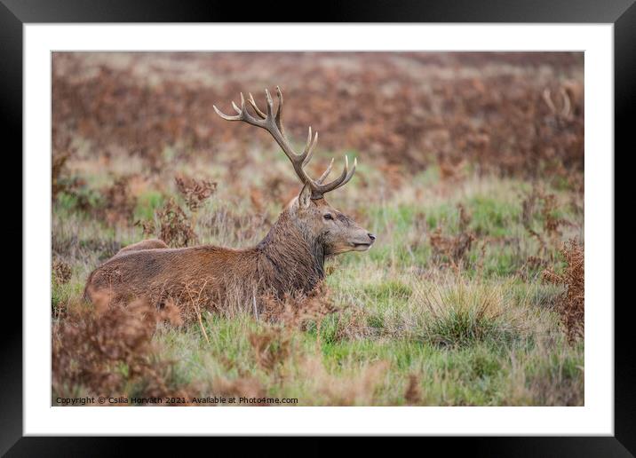 Stag resting in the grass Framed Mounted Print by Csilla Horváth