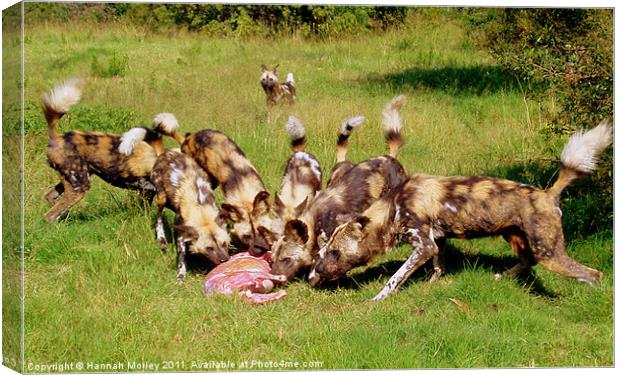 South African Wild Dogs Canvas Print by Hannah Morley