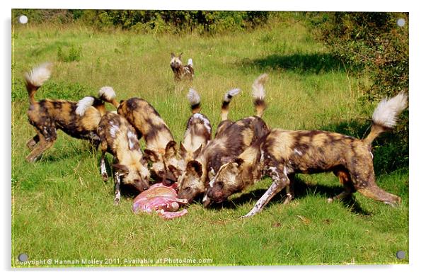 South African Wild Dogs Acrylic by Hannah Morley