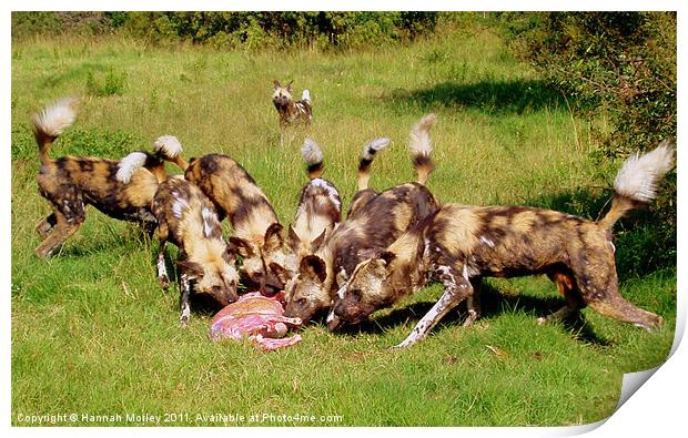 South African Wild Dogs Print by Hannah Morley