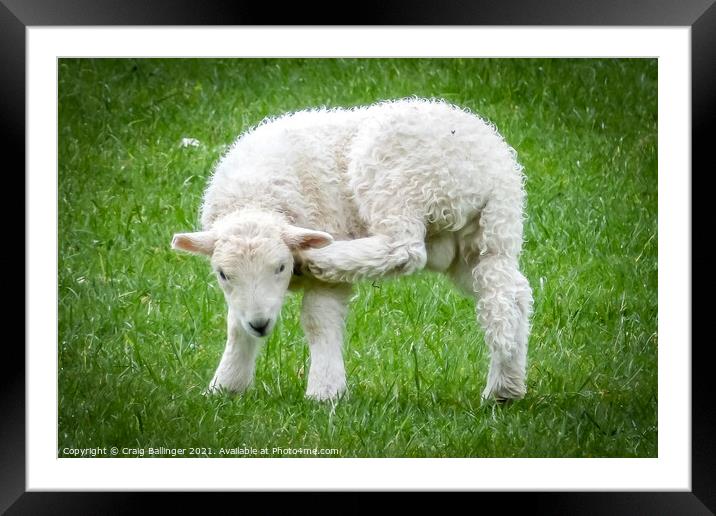 Burt the Lamb needs a scratch Framed Mounted Print by Craig Ballinger
