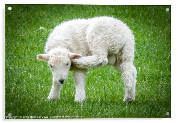 Burt the Lamb needs a scratch Acrylic by Craig Ballinger