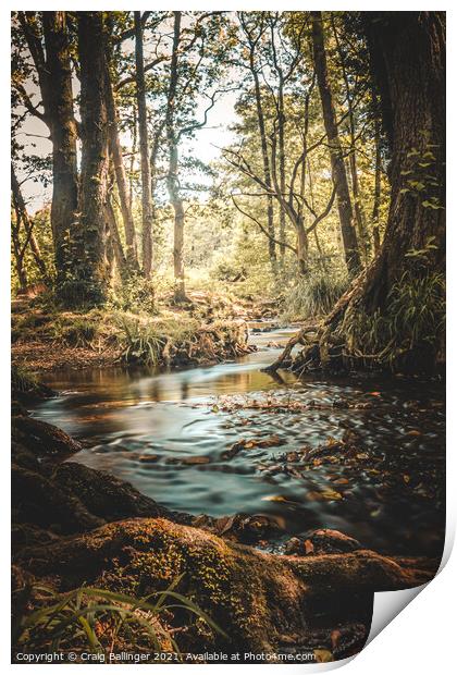 AUTUMN AT CANNOP PONDS FOREST OF DEAN Print by Craig Ballinger