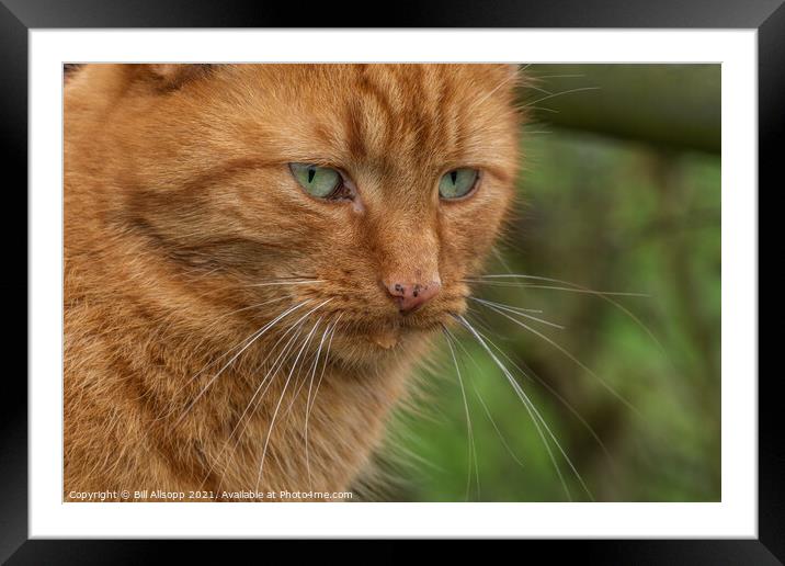 Animal cat Framed Mounted Print by Bill Allsopp