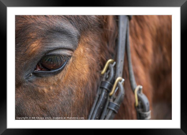 Eye and bridle. Framed Mounted Print by Bill Allsopp