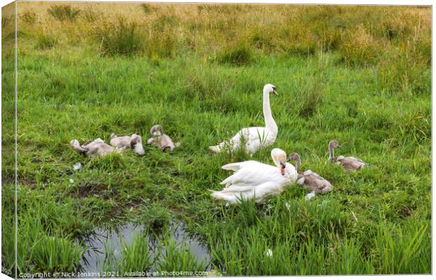 Parent Swans Guarding Cygnets July  Canvas Print by Nick Jenkins