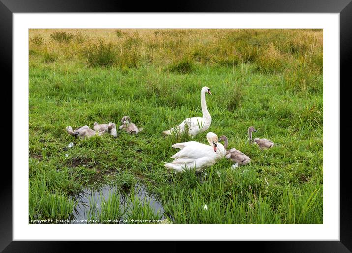 Parent Swans Guarding Cygnets July  Framed Mounted Print by Nick Jenkins