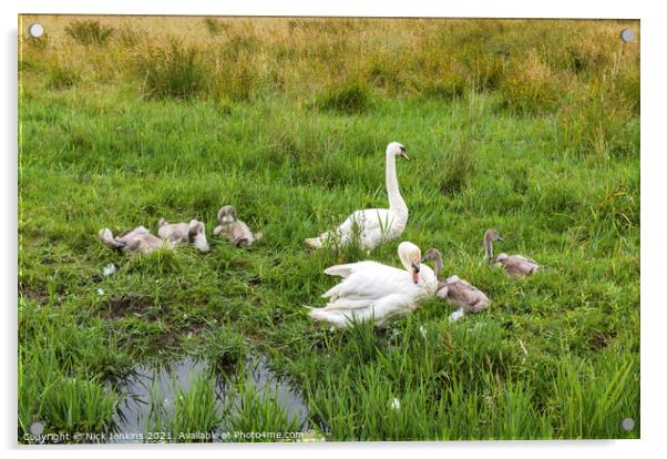 Parent Swans Guarding Cygnets July  Acrylic by Nick Jenkins