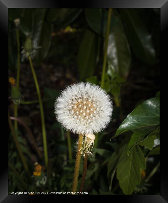 Dandelion Seed Head Framed Print by Allan Bell