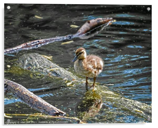 Mallard Duckling Acrylic by Allan Bell
