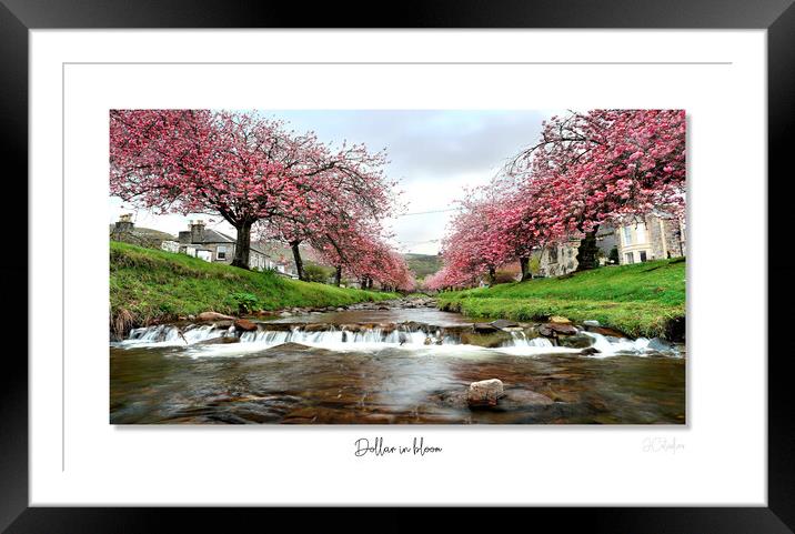 Dollar in  bloom Framed Mounted Print by JC studios LRPS ARPS