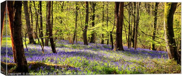 Spring Wood panorama Canvas Print by David McCulloch