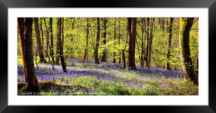 Spring Wood panorama Framed Mounted Print by David McCulloch