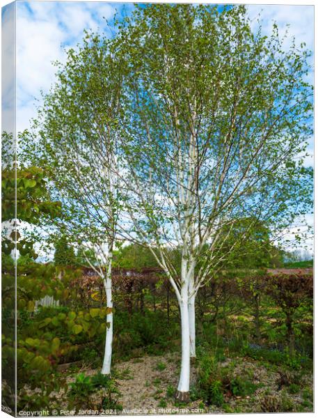 Three White bark Birch trees Betula utilis jacquemontii, in North Yorkshire in spring Canvas Print by Peter Jordan