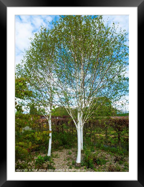 Three White bark Birch trees Betula utilis jacquemontii, in North Yorkshire in spring Framed Mounted Print by Peter Jordan