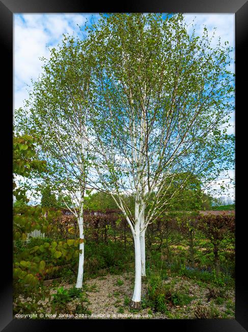 Three White bark Birch trees Betula utilis jacquemontii, in North Yorkshire in spring Framed Print by Peter Jordan