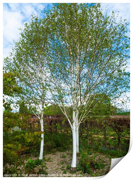 Three White bark Birch trees Betula utilis jacquemontii, in North Yorkshire in spring Print by Peter Jordan