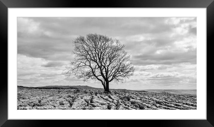Tree on Yorkshire Limestone Framed Mounted Print by Chris Willman