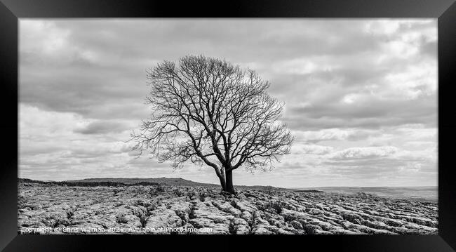 Tree on Yorkshire Limestone Framed Print by Chris Willman