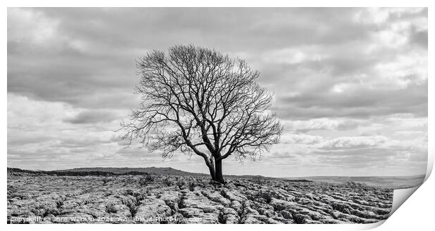 Tree on Yorkshire Limestone Print by Chris Willman
