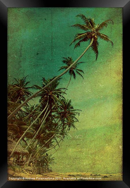 Tropical Vestige Framed Print by Andrew Paranavitana
