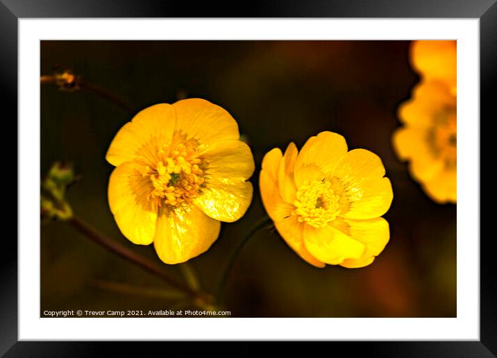 Buttercups Framed Mounted Print by Trevor Camp