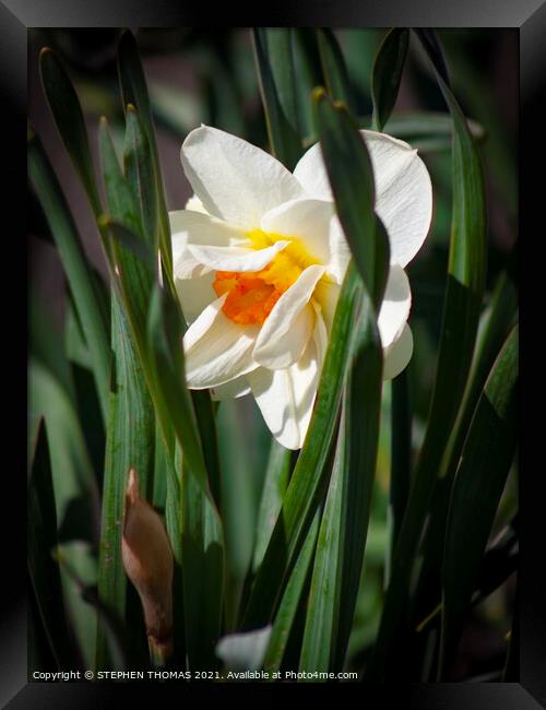 Shy daffodil Framed Print by STEPHEN THOMAS