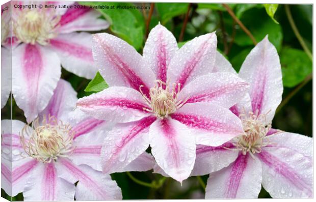 Pink Clematis Flowers Canvas Print by Betty LaRue