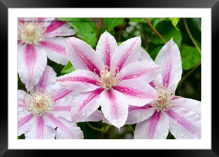 Pink Clematis Flowers Framed Mounted Print by Betty LaRue