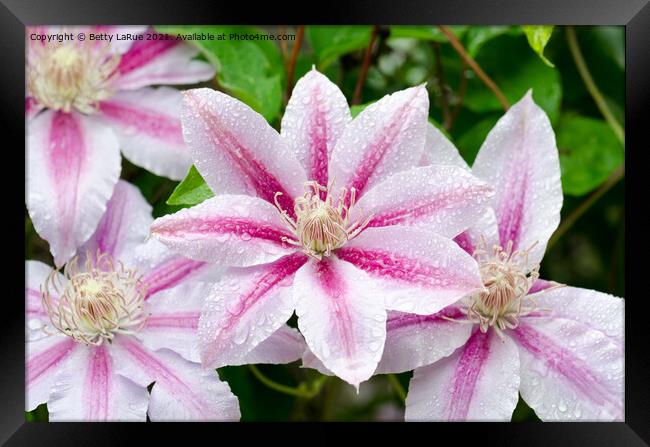 Pink Clematis Flowers Framed Print by Betty LaRue