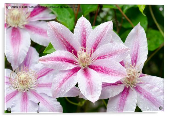 Pink Clematis Flowers Acrylic by Betty LaRue