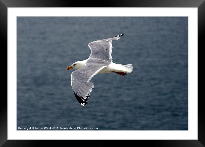Seagull in flight Framed Mounted Print by James Ward