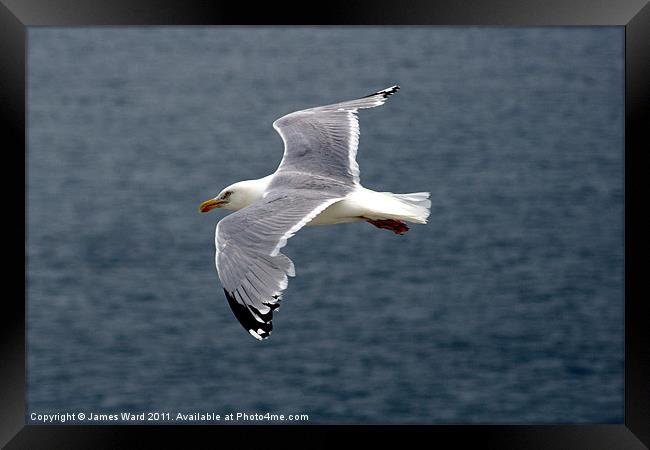 Seagull in flight Framed Print by James Ward