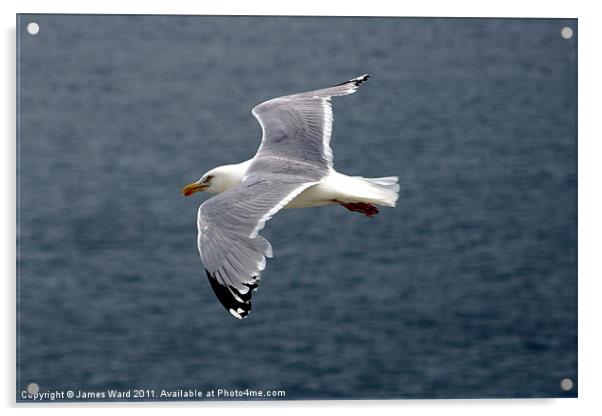 Seagull in flight Acrylic by James Ward