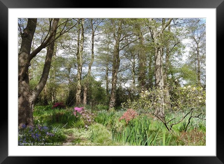 Woodland trees and flowers Framed Mounted Print by Joan Rosie