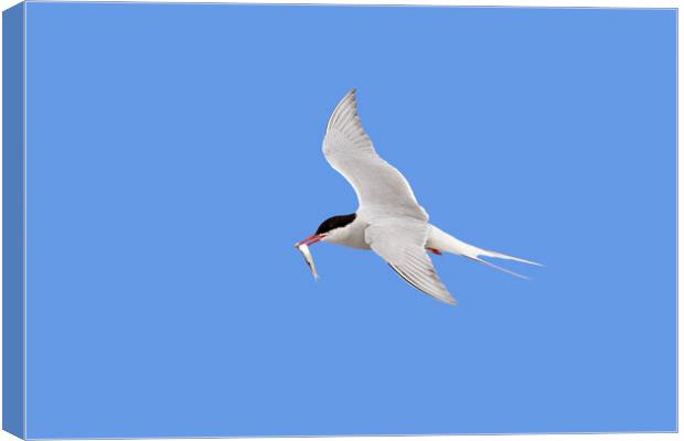 Arctic Tern in Flight with Fish Canvas Print by Arterra 