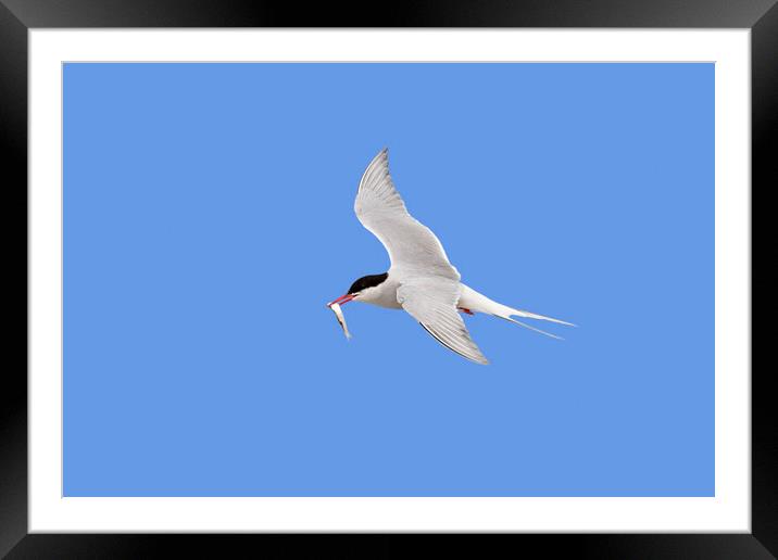 Arctic Tern in Flight with Fish Framed Mounted Print by Arterra 