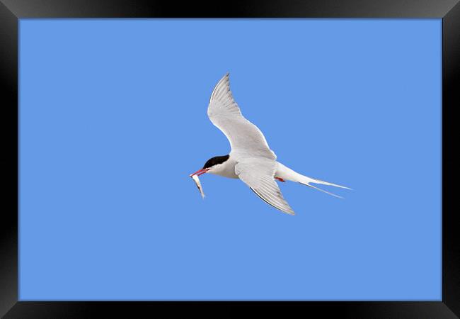 Arctic Tern in Flight with Fish Framed Print by Arterra 