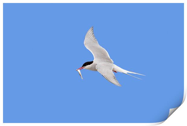 Arctic Tern in Flight with Fish Print by Arterra 