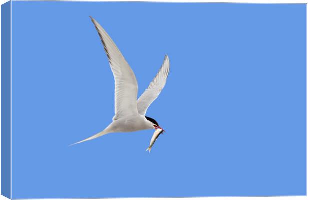 Arctic Tern Flying with Caught Fish Canvas Print by Arterra 