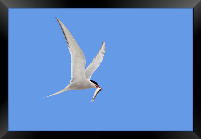 Arctic Tern Flying with Caught Fish Framed Print by Arterra 