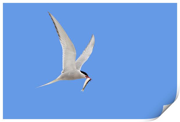 Arctic Tern Flying with Caught Fish Print by Arterra 