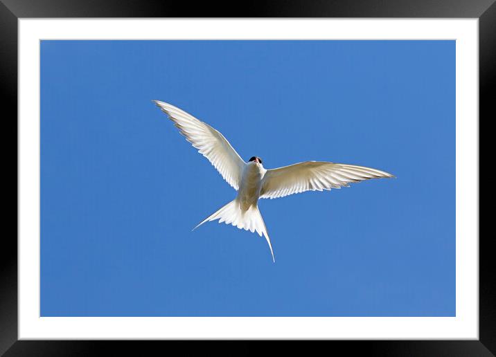 Arctic Tern Hovering Framed Mounted Print by Arterra 