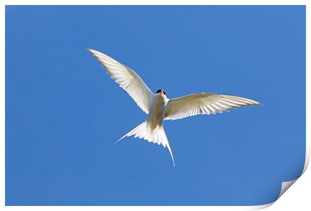 Arctic Tern Hovering Print by Arterra 