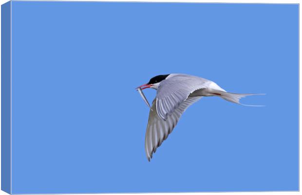 Arctic Tern in Flight with Catch Canvas Print by Arterra 