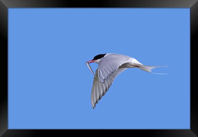 Arctic Tern in Flight with Catch Framed Print by Arterra 