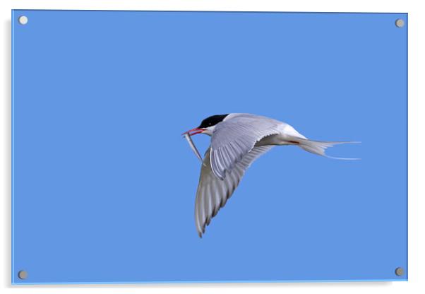 Arctic Tern in Flight with Catch Acrylic by Arterra 
