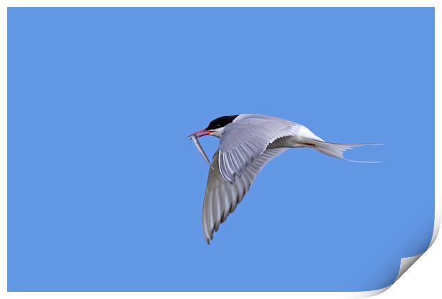 Arctic Tern in Flight with Catch Print by Arterra 