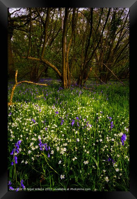 Woodland Wildflowers Framed Print by Nigel Wilkins